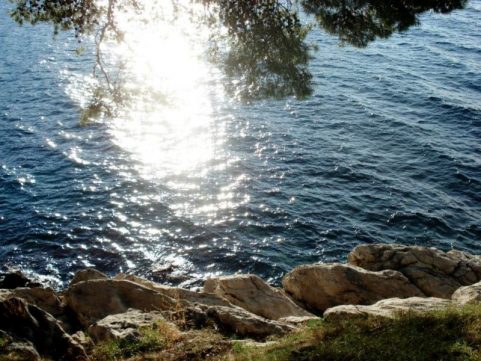 Cvrčak je u krošnji:))