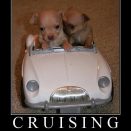 Cruising